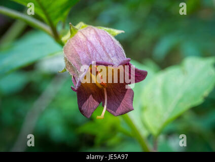 Belladonna oder Tollkirsche (Atropa Belladonna), Bayern, Deutschland, Europa Stockfoto