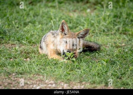 Black-backed Schakal in den Rasen legen und kauen auf etwas in der Etosha Nationalpark, Namibia. Stockfoto