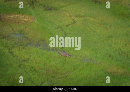 Luftaufnahme von einem Nilpferd im Wasser in das Okavango Delta, Botswana. Stockfoto