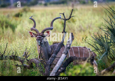 Eine männliche Kudu Darsteller in die Kamera in das Okavango Delta, Botswana. Stockfoto