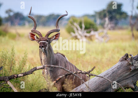 Eine männliche Kudu Darsteller in die Kamera in das Okavango Delta, Botswana. Stockfoto