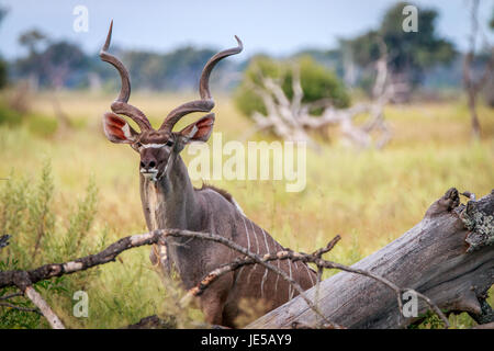 Eine männliche Kudu Darsteller in die Kamera in das Okavango Delta, Botswana. Stockfoto