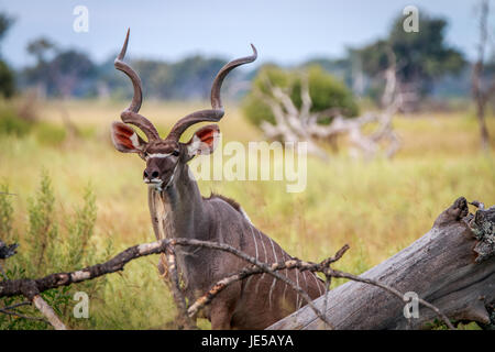 Eine männliche Kudu Darsteller in die Kamera in das Okavango Delta, Botswana. Stockfoto