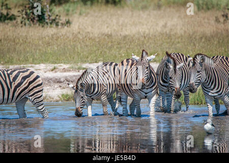 Einige Zebras trinken in den Chobe National Park, Botswana. Stockfoto