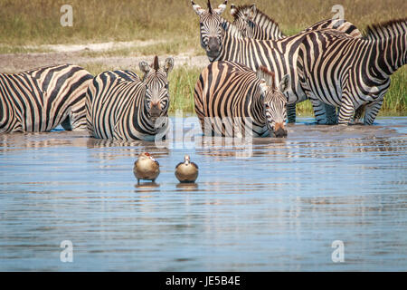 Einige Zebras trinken in den Chobe National Park, Botswana. Stockfoto