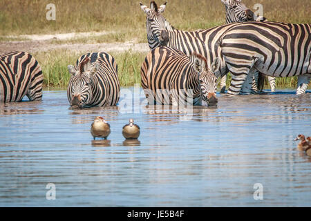 Einige Zebras trinken in den Chobe National Park, Botswana. Stockfoto