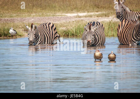 Einige Zebras trinken in den Chobe National Park, Botswana. Stockfoto