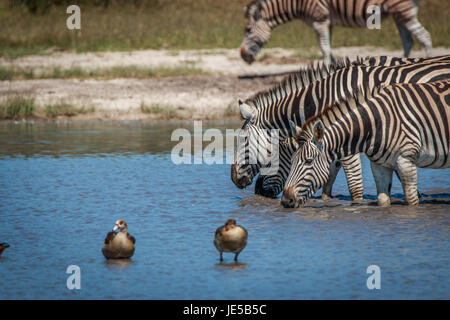 Einige Zebras trinken in den Chobe National Park, Botswana. Stockfoto