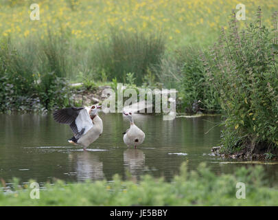 Ägyptische Gans, Alopochen Aegyptiacus, Norfolk, Sommer 2017 Stockfoto