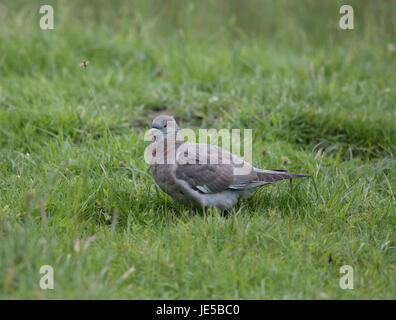 Juvenile Ringeltaube Columba Palumbus, auf einer Wiese, Norfolk, Juni 2017 Stockfoto