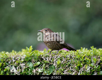 Amsel auf einem Garten Hecke, Norfolk, UK, Frühjahr 2017 Stockfoto