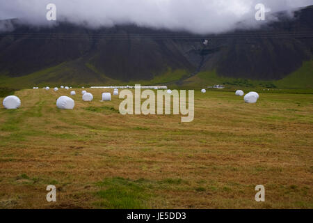 Gebunden Sie Strohballen auf einem Feld auf Islands Snaefellsness Halbinsel, ein paar Stunden nördlich von Rekjavik. Stockfoto