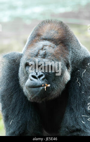 Gesicht-Porträt eines männlichen Gorillas Stockfoto