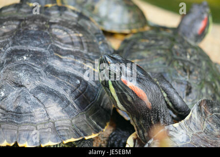 Gruppe rot-eared Slider Schildkröten sitzt auf einem Stein im zoo Stockfoto