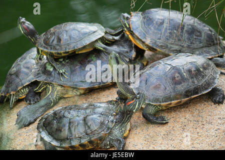 Gruppe rot-eared Slider Schildkröten sitzt auf einem Stein im zoo Stockfoto