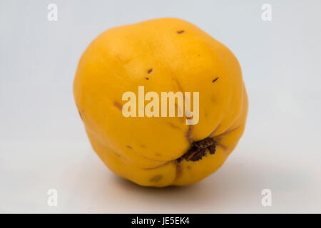 Quitte Frucht auf weißem Hintergrund Stockfoto