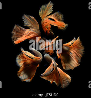 Orange Lust Betta oder Saimese kämpfen Fische schwimmen und die Bewegung der Kleid-Fin-Foto Flash-Studio-Beleuchtung zeigen. Stockfoto