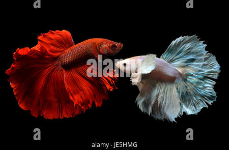 Lust auf rot und Silber Betta oder Saimese kämpfen Fische schwimmen und die Bewegung des Kleid Fin zeigen. Stockfoto