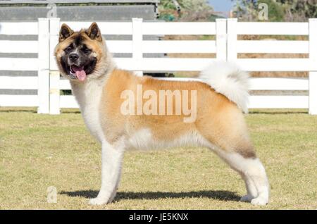 Ein Hochformat ein Zobel, weißer und brauner Pinto American Akita Hund stehen auf dem Rasen, unverwechselbaren für Plüsch Schwanzspitze, die über seine zurück zu locken und die schwarze Maske. Ein großer und starker Hund zu züchten. Stockfoto