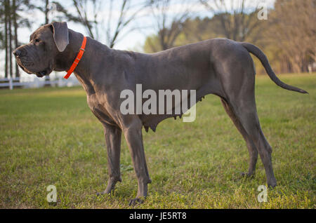 Reinrassige graue Dogge weiblichen stehen in Stapeln pose Stockfoto