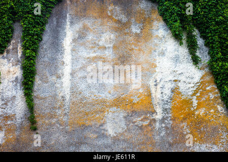 Alten Betonwand mit grünen Efeu Stockfoto