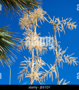 Blumen auf Wahingtonia Ventilator-Palme (Washingtonia Filifera) auf Gran Canaria, Kanarische Inseln. Stockfoto