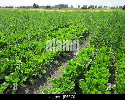 Das Bild zeigt den Zuckerrübenanbau in Hockenheim, Deutschland, und zeigt den Anbauprozess und die landwirtschaftlichen Praktiken für diese wichtige Kulturpflanze am 12. Juli 2013. Stockfoto