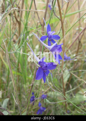 Das Foto zeigt ein Feld des Fingerhuhs (*Digitalis purpurea*) in Reilingen. Die Pflanzen blühen in voller Blüte, mit ihren hohen, lebendigen Blütenspitzen, die eine beeindruckende Darstellung auf dem Land schaffen. Dieses Bild fängt die natürliche Schönheit der Blume in ihrem natürlichen Lebensraum während des Sommers ein. Stockfoto