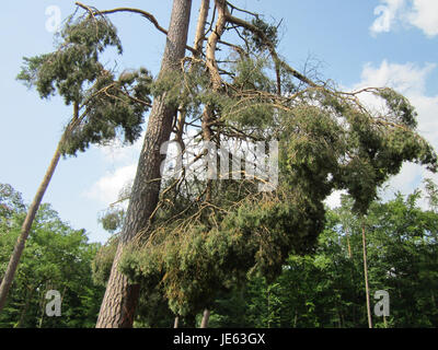 Das Foto vom 13. Juli 2013 zeigt die Folgen eines Windbruchs in der Schwetzinger Hardt, einem Waldgebiet in Deutschland. Das Bild zeigt die Schäden, die durch den Sturm verursacht wurden, einschließlich umgestürzter Bäume und zerstörter Landschaften. Stockfoto