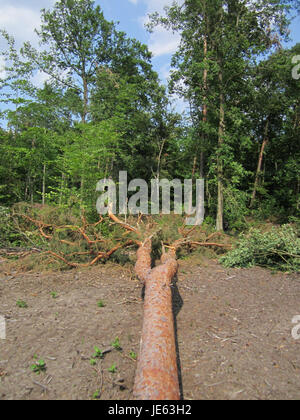 Dieses Foto zeigt Windschäden in Schwetzinger Hardt, Deutschland, aufgenommen am 13. Juli 2013. Das Bild zeigt umgefallene Bäume und Äste, die durch einen starken Sturm im Wald verursacht wurden. Stockfoto