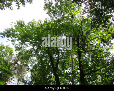Castanea sativa, allgemein bekannt als die süße Kastanie, ist auf diesem Foto vom 13. Juli 2013 in der Schwetzinger Hardt dargestellt. Das Bild zeigt die charakteristischen gezackten Blätter und die reife Rinde des Baumes und hebt seine charakteristischen Merkmale hervor. Stockfoto