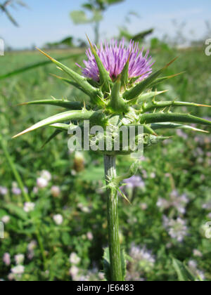 Dieses Bild zeigt die Silybum marianum, oder Milchdistel, eine Pflanze, die für ihre charakteristischen stacheligen Blätter und violetten Blüten bekannt ist, die in ihrem natürlichen Lebensraum fotografiert wurde. Stockfoto
