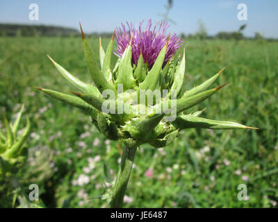 Ein Foto, das Silybum marianum, auch bekannt als Mariendistel, am 27. Juli 2013 zeigt. Das Bild hebt die spitzen Blätter und violetten Blüten der Pflanze hervor, die gemeinsame Merkmale der Art sind. Stockfoto