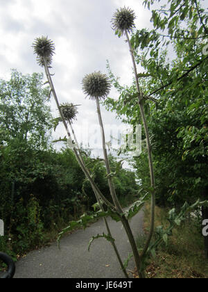 Ein Foto vom 31. Juli 2013 von Echinops sphaerocephalus, allgemein bekannt als Globus Distel. Diese Pflanzenart ist bekannt für ihre stacheligen, kugelförmigen Blüten und ihre Verwendung in Ziergärten. Stockfoto