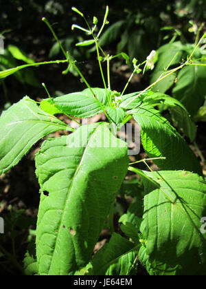 *Springkraut* (Impatiens glandulifera), auch bekannt als *Himalaya-Balsam*, ist eine invasive Pflanzenart, die in feuchten, schattigen Gebieten gedeiht. Sie ist bekannt für ihre rosafarbenen Blüten und ihr schnelles Wachstum, die oft die einheimische Vegetation in Gebieten, in denen sie eingeführt wird, übertreffen. Stockfoto