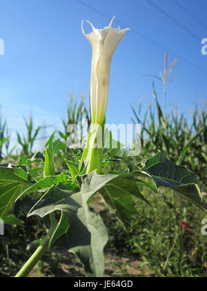 Datura stramonium, auch bekannt als Jimsonweed, ist eine giftige Pflanze, die häufig in gemäßigten Regionen vorkommt. Es ist bekannt für seine charakteristischen weißen oder violetten trompetenförmigen Blüten und seine heilsamen und halluzinogenen Eigenschaften. Stockfoto