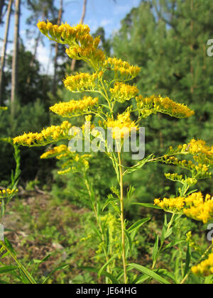 Solidago canadensis, auch bekannt als Canada goldenrod, ist ein mehrjähriges Kraut, das in Nordamerika beheimatet ist. Es ist bekannt für seine leuchtend gelben Blüten, die im Spätsommer und Herbst blühen, und seine Rolle bei der Unterstützung der lokalen Tierwelt. Stockfoto