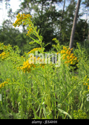 Solidago canadensis, auch bekannt als Canada goldenrod, ist eine in Nordamerika heimische Wildblume. Sie ist bekannt für ihre hohen, goldgelben Blüten, die im Spätsommer bis zum frühen Herbst blühen. Stockfoto