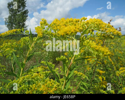 Solidago canadensis, oder Canada goldenrod, ist eine blühende Pflanze der Aster-Familie, die in Nordamerika beheimatet ist. Sie ist bekannt für ihre hohe Größe und ihre gelben Blüten. Stockfoto