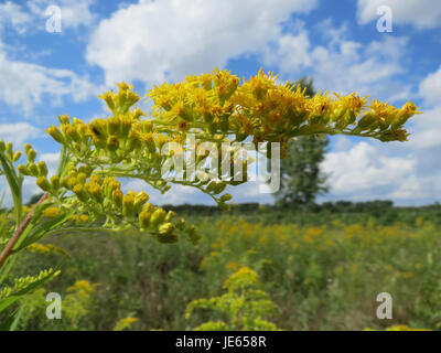 Solidago canadensis, auch bekannt als Canada goldenrod, ist eine mehrjährige blühende Pflanze, die in Nordamerika beheimatet ist. Sie ist bekannt für ihre hellgelben Blüten, die oft auf Feldern und Wiesen zu sehen sind. Die Pflanze wird in der pflanzlichen Medizin verwendet und hat entzündungshemmende Eigenschaften sowie potenzielle Vorteile für die Atemwege. Stockfoto