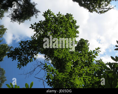 Das Bild zeigt Castanea sativa, auch bekannt als die süße Kastanie, einen Laubbaum, der in Europa und Asien beheimatet ist. Der Baum ist bekannt für seine essbaren Nüsse und wird weithin wegen seines Holz- und Zierwerts angebaut. Stockfoto