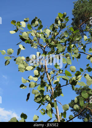Dieses Bild, aufgenommen am 21. August 2013, zeigt einen Zitterpappel, bekannt als die zitternde Pappel (Populus tremula). Der Baum ist für seine charakteristischen flatternden Blätter bekannt, die durch den Wind verursacht werden und dem Baum seinen Namen geben. Stockfoto