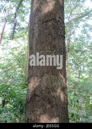 Castanea sativa, auch bekannt als der süße Kastanienbaum, ist eine in Europa und Asien heimische Baumart. Es produziert essbare Nüsse und wird für sein Holz geschätzt, das im Möbelbau und im Bau verwendet wird. Der Baum hat auch einen dekorativen Wert in der Landschaftsgestaltung. Stockfoto