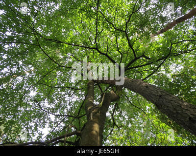 Ein Foto von Castanea sativa, dem süßen Kastanienbaum, aufgenommen am 22. August 2013. Das Bild hebt die Blätter des Baumes und die markanten Kastaniennüsse hervor, die er produziert. Stockfoto