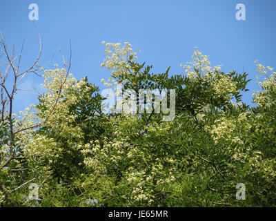 Styphnolobium japonicum, auch bekannt als japanischer Pagodenbaum, ist ein in Ostasien heimischer Laubbaum, der für seine weißen Zierblumen und sein robustes Wachstum geschätzt wird. Stockfoto