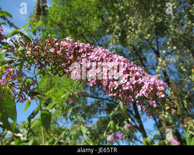 Ein Bild von Buddleja davidii, allgemein bekannt als Schmetterlingsbusch, zeigt seine langen, bogenförmigen Stiele und dichten violetten Blütengruppen. Stockfoto