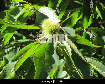 Dieses Foto, das am 5. September 2013 aufgenommen wurde, zeigt Castanea sativa, bekannt als die süße Kastanie, bekannt für ihre essbaren Nüsse und ihre Rolle in der Forst- und Landwirtschaft. Stockfoto