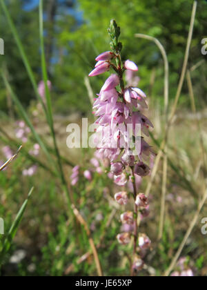 Eine Fotografie von Besenheide (Calluna vulgaris), allgemein bekannt als Heidekraut, aufgenommen am 5. September 2013. Das Bild zeigt die kleinen, rosa-violetten Blüten der Pflanze in einer Heidelandschaft. Stockfoto