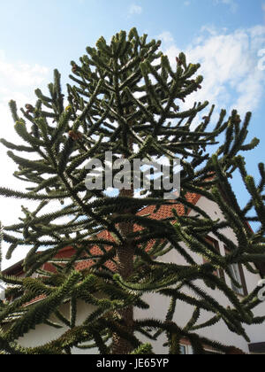 Ein Foto von Araucaria araucana, auch bekannt als Monkey Puzzle Tree, aufgenommen am 6. September 2013. Der Baum ist in Chile und Argentinien beheimatet und für seine einzigartigen, stacheligen Zweige bekannt. Stockfoto