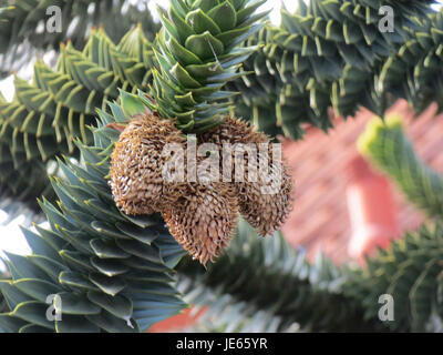 Araucaria araucana, auch Affen-Puzzlebaum genannt, ist eine in Chile und Argentinien heimische Art. Bekannt für sein einzigartiges Aussehen, ist es eine immergrüne Nadelbäume, die in Bergregionen zu finden sind. Stockfoto